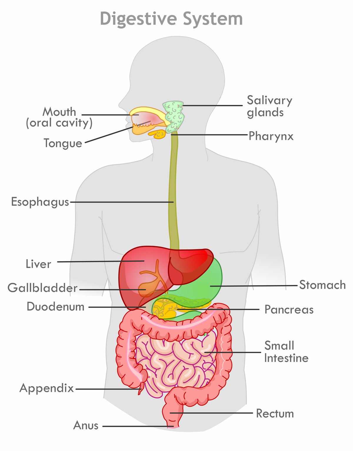 Digestive system anatomy, diagram. Human organs, mouth, salivary ...